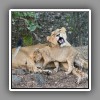 Lion, female with cub